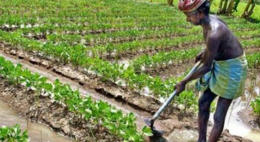 Other Agricultural Commodities