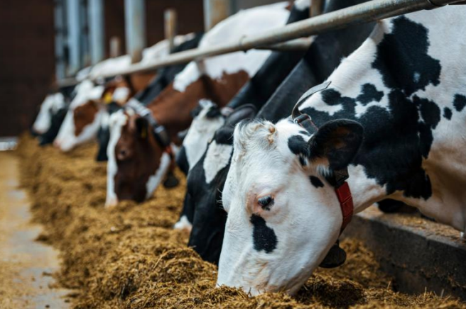 Animal Feed Ingredients