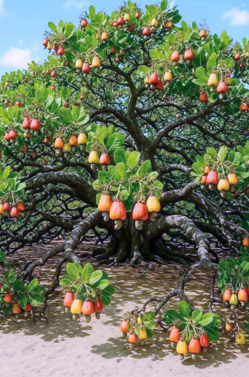 Cashew Kernels